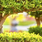 Garden maintenance in Willington with trimmed topiary and neatly pruned shrubs