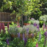 Garden maintenance in Quarndon with maintained borders, seasonal planting and tidy flower beds