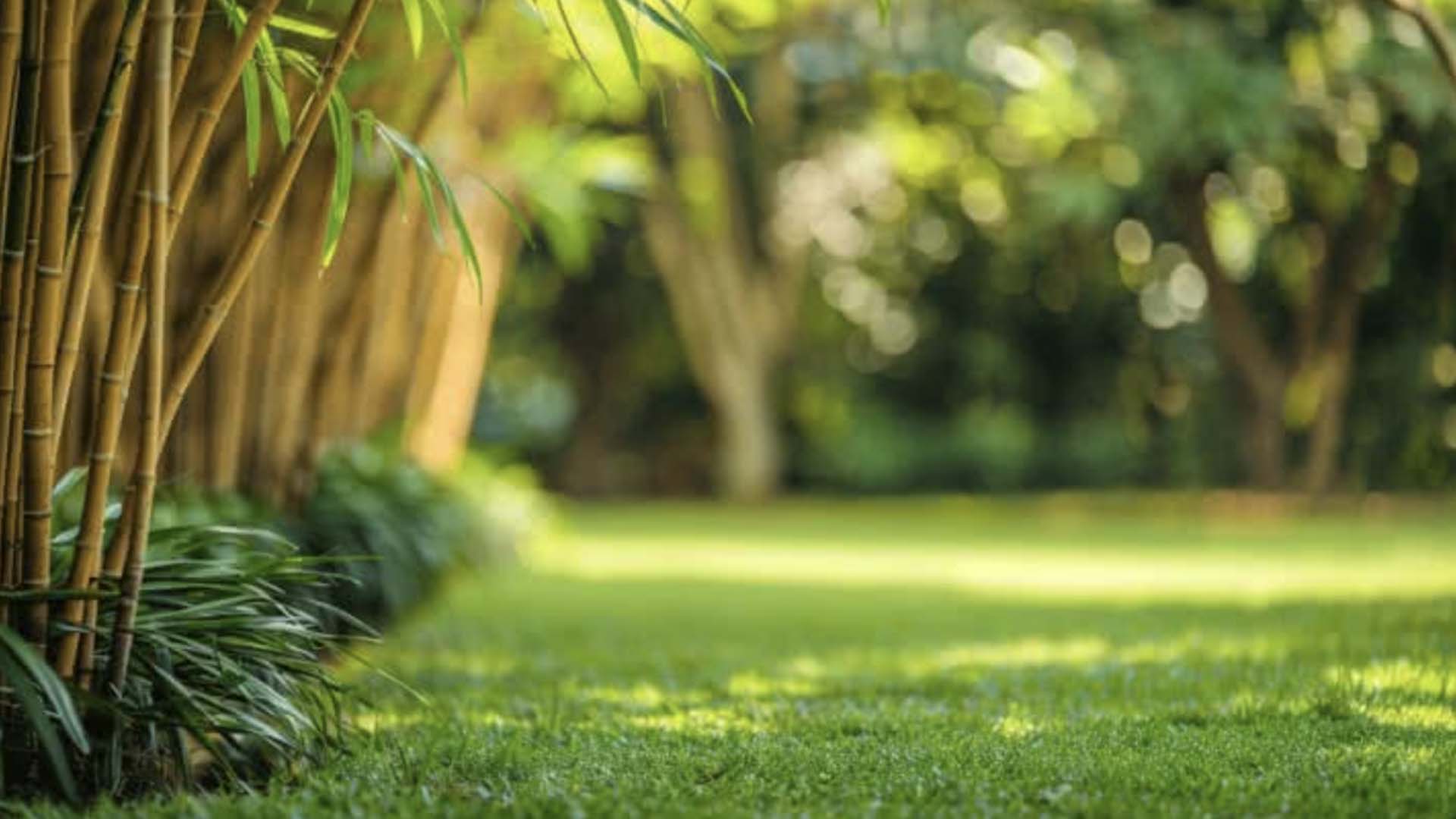 Garden maintenance in Allenton with freshly cut lawn, neat edging and bamboo planting along the border