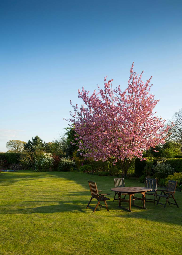 Garden maintenance in Findern with a tidy lawn, outdoor seating area and a feature flowering tree in a well kept garden